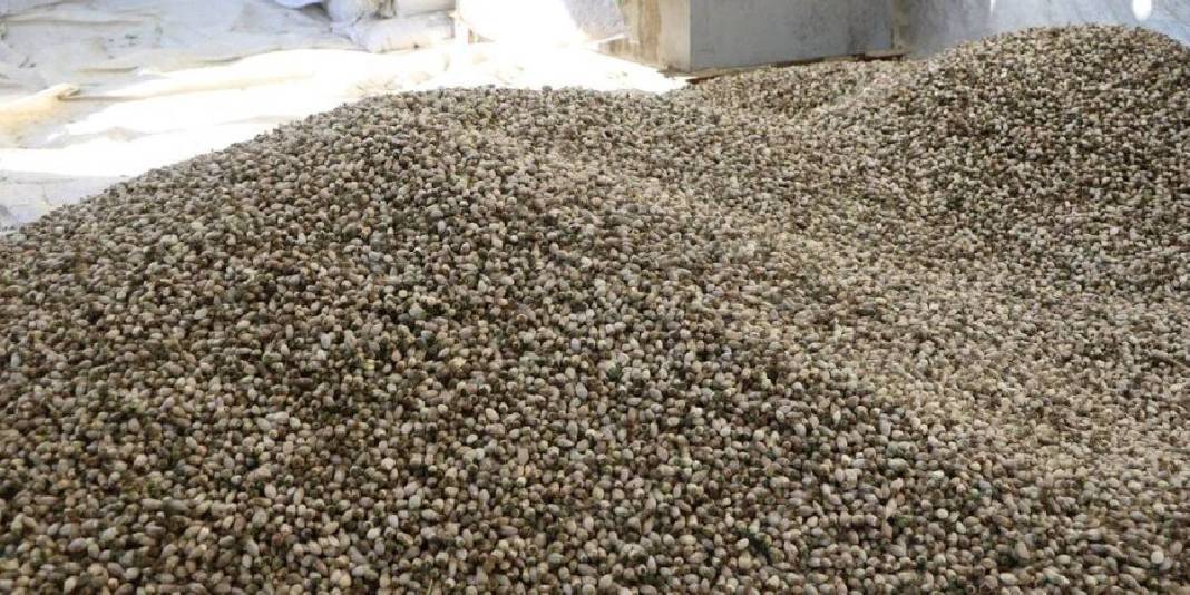 Peynirden sakıza, yemekten kahve yapımına! Kullanım alanı da yetişme alanı da geniş: Kilosu 700 TL 2